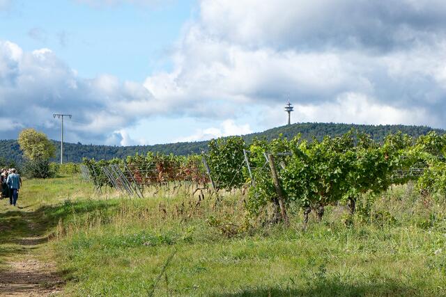 Blick auf Wingerte und Fernsehturm | Foto: Margret Engels