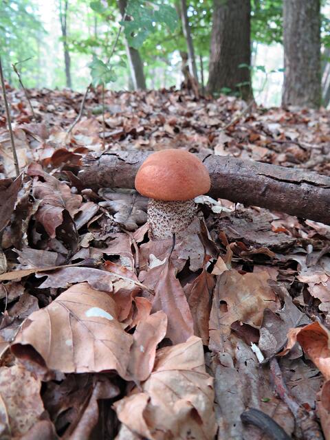 Nachwuchs | Foto: Brigitte Melder