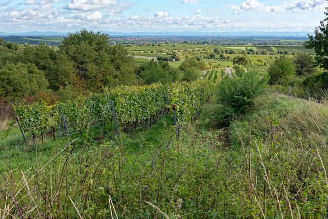 Blick über die Rheinebene zur Bergstraße | Foto: Margret Engels