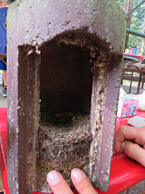 Unten Moos für Vögel und oben Platz für Fledermäuse | Foto: Brigitte Melder