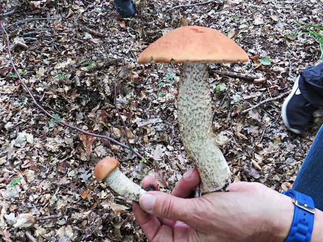 Ab in den Topf | Foto: Brigitte Melder