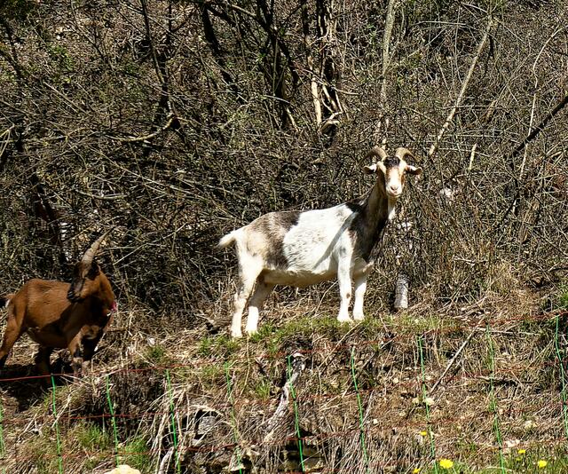 Weidende Ziegen | Foto: Margret Engels