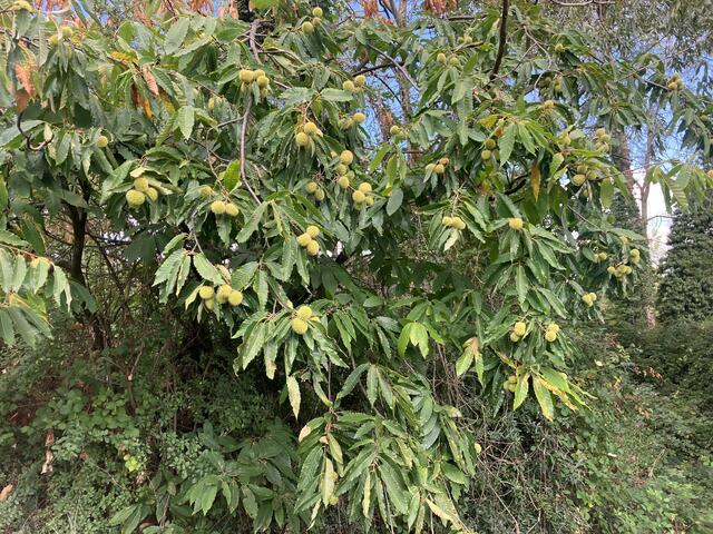 Kastanien | Foto: Irmtraud Heym