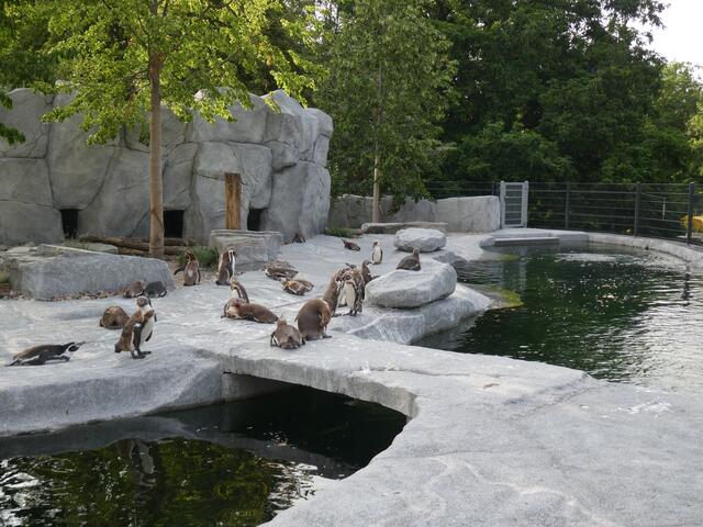 Kaiserpinguine | Foto: Ich