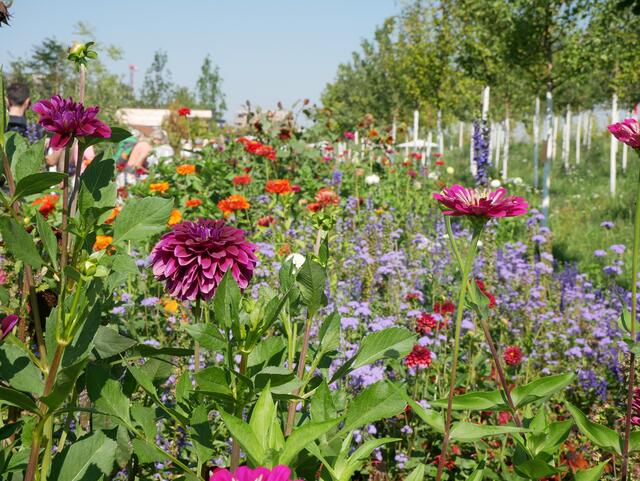 Blumen im Spinelli-Park | Foto: Ich