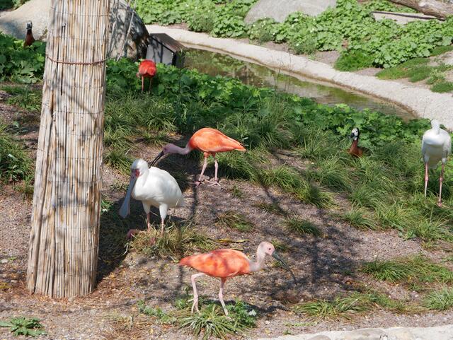 Vögel | Foto: Ich