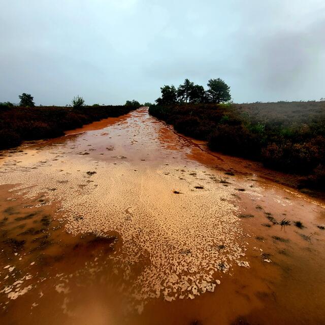 Mehlinger Heide | Foto: Markus Pacher
