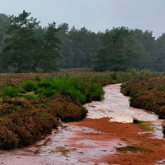 Mehlinger Heide | Foto: Markus Pacher