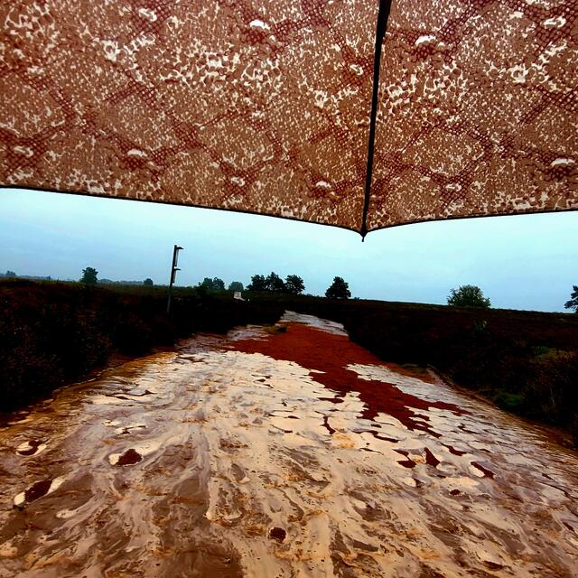 Der überschwemmte Sandboden der Mehlinger Heide passt sich dem Muster des Regenschirms an. | Foto: Markus Pacher