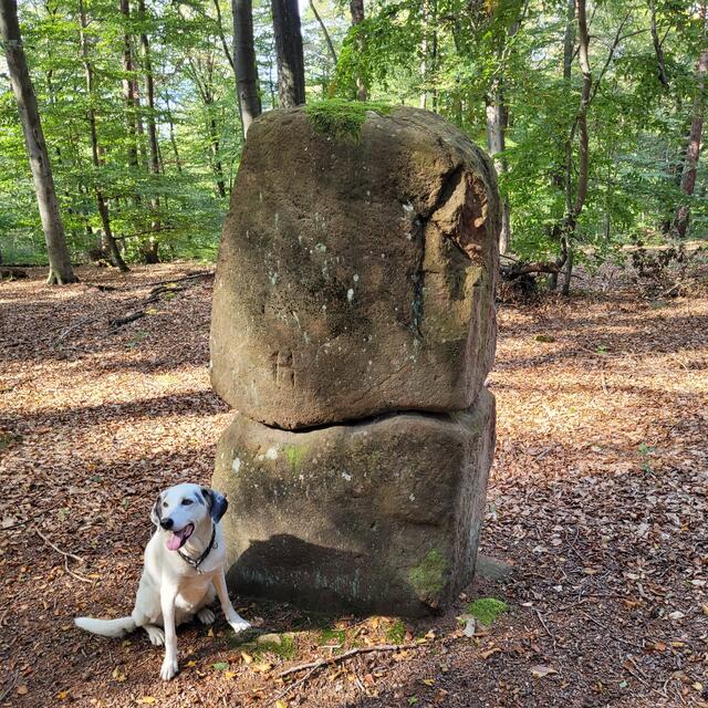 Menhir am Hochfelsweg | Foto: Markus Pacher