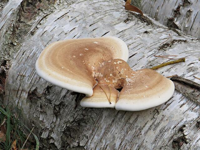 Pilz auf Stamm | Foto: Brigitte Melder