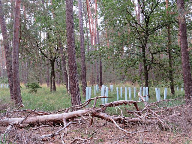 Frische Bäumchen im Schutzanzug | Foto: Brigitte Melder