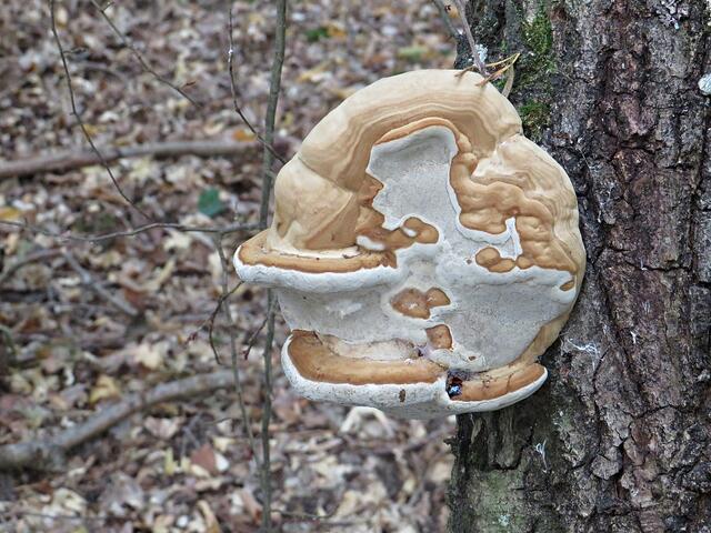 Höchst seltsame Pilzgestalten | Foto: Brigitte Melder