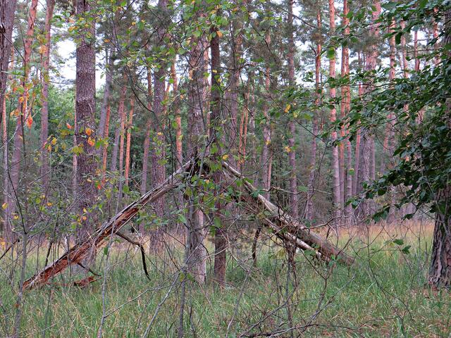 Geknickter Stamm | Foto: Brigitte Melder