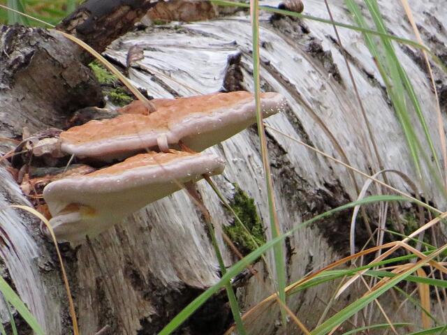 Baumpilz | Foto: Brigitte Melder