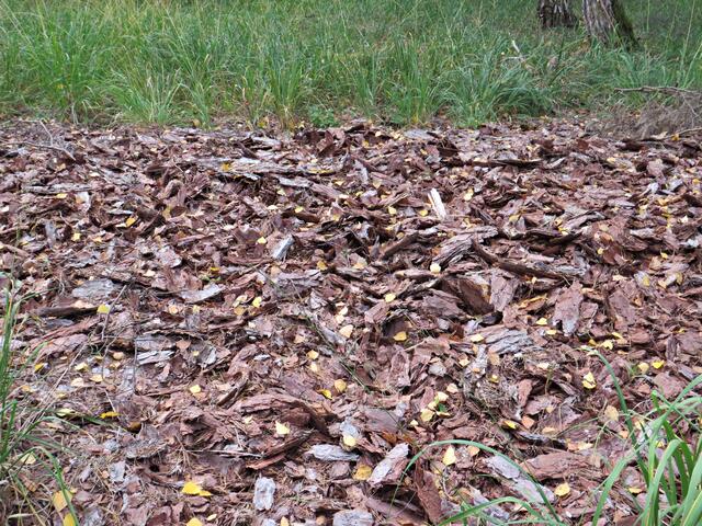 Zerstückelte Rinden | Foto: Brigitte Melder