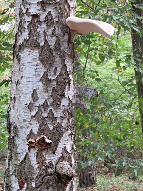 Baumpilz | Foto: Brigitte Melder