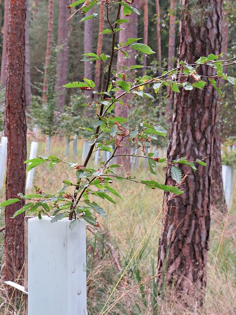 Hier wachsen die Bäumchen empor | Foto: Brigitte Melder