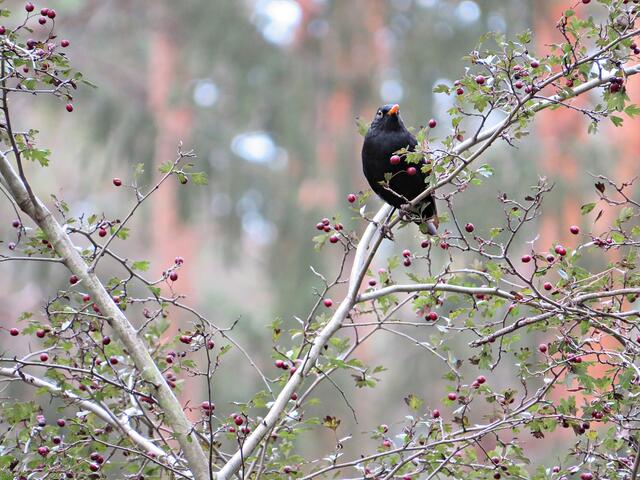 Impressionen | Foto: Brigitte Melder