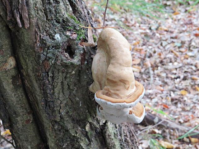 Von der Seite sieht der Pilz wie ein Horn aus | Foto: Brigitte Melder