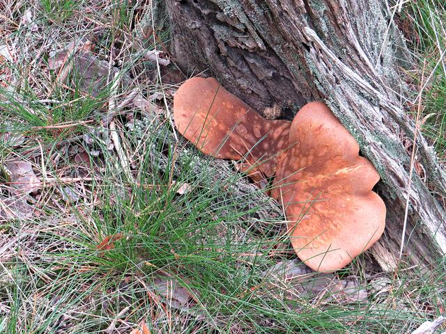 Pilz | Foto: Brigitte Melder
