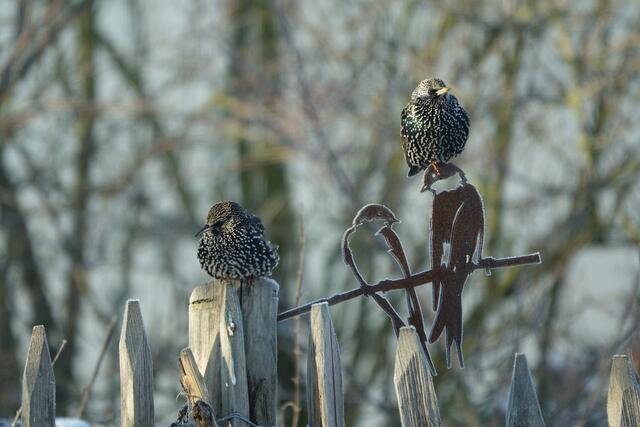 Motiv Januar: Stare im eigenen Garten in Weingarten/Pfalz | Foto: Volker Westermann