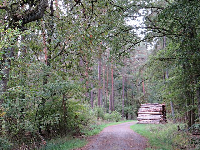 Viel Holz am Wegesrand | Foto: Brigitte Melder