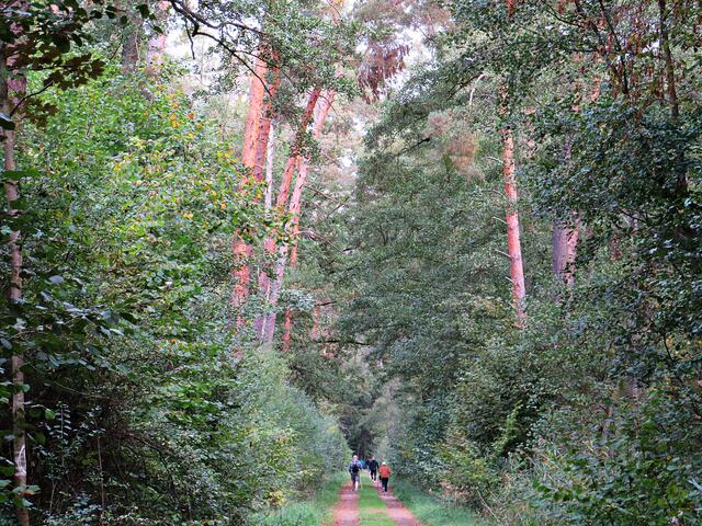 Impressionen im schönen Iggelheimer Wald | Foto: Brigitte Melder