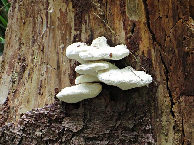 Hübsch anzusehen | Foto: Brigitte Melder