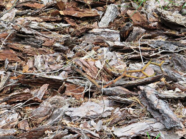 Alles Rinde | Foto: Brigitte Melder