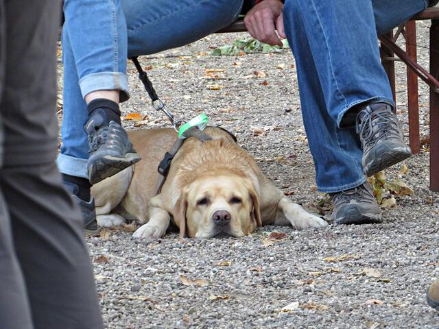 Hund mit grünem Bändchen | Foto: Brigitte Melder