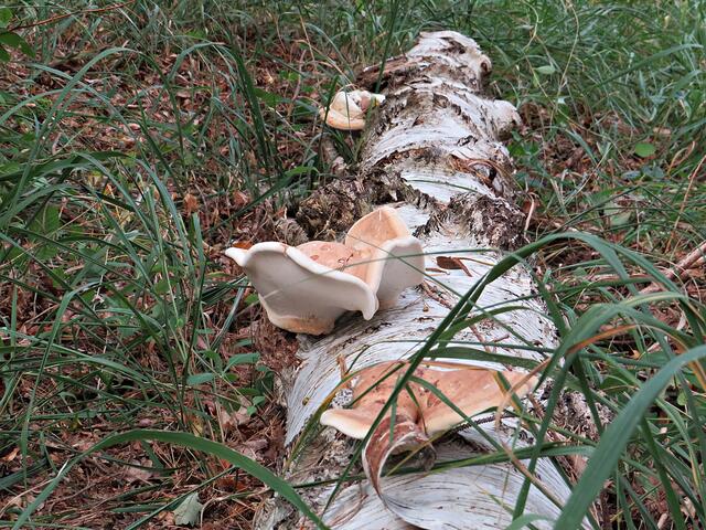 Pilz auf Birkenstamm | Foto: Brigitte Melder