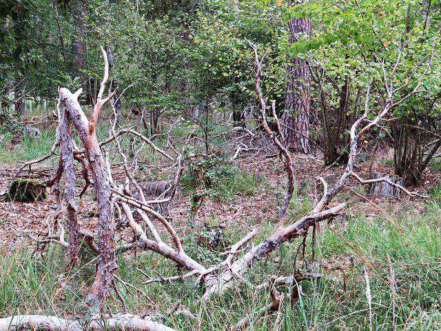 Die Trockenheit machte sich auch im Wald bemerkbar | Foto: Brigitte Melder