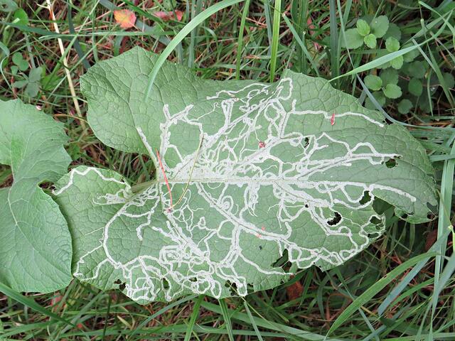 Kunst im Blatt | Foto: Brigitte Melder