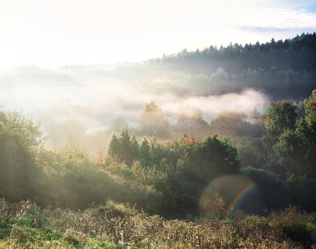 Motiv Februar: Morgenstimmung im Pfälzerwald der Region Wasgauland | Foto: Fabienne Müller