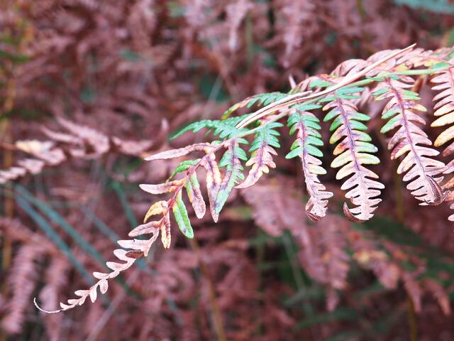 Farn grün-braun | Foto: Brigitte Melder