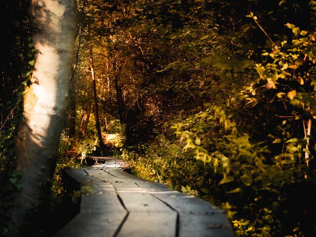 Motiv September: Weingartener Moor - Steeg über das Moor | Foto: Regina König