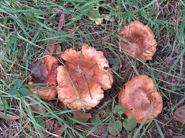 Ein paar Pilze sichteten wir auch | Foto: Brigitte Melder