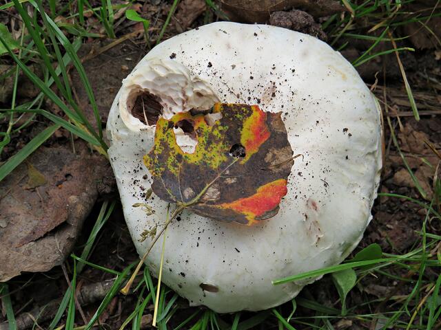 Es wird Herbst, das Blatt ist schon gefärbt | Foto: Brigitte Melder