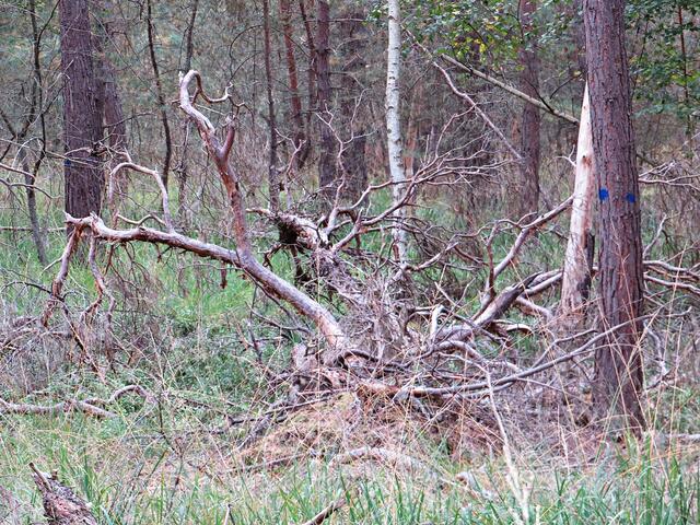 Trockenes Geäst | Foto: Brigitte Melder