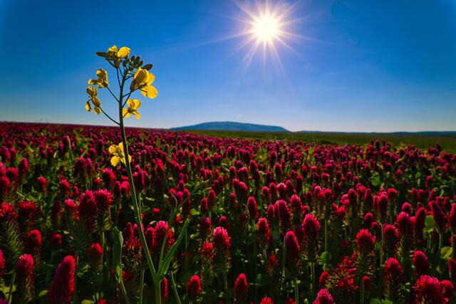 Motiv Juni: Kleefeld vor dem Donnersberg | Foto: Martin Unterluggauer