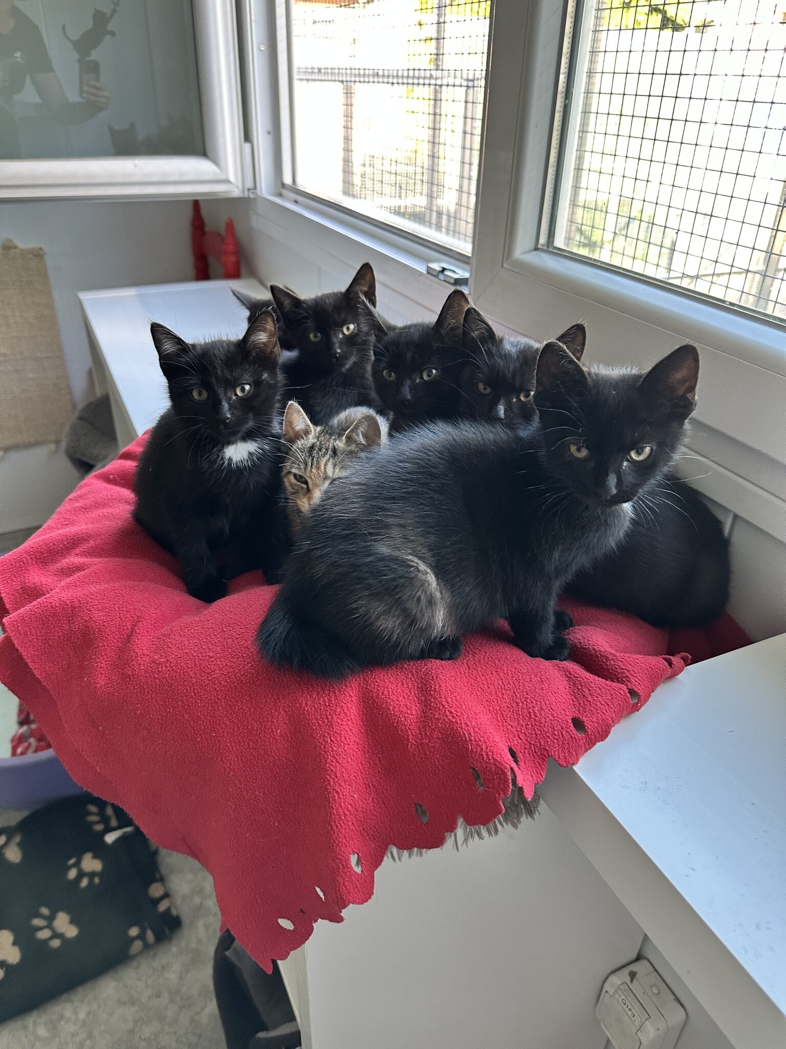 Auch Senior-Hunde brauchen einen schönen Platz: Viele Kitten suchen ein ...