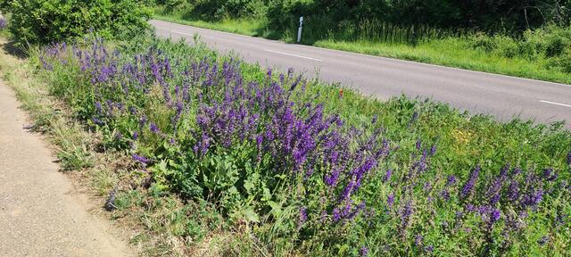 Wiesensalbei | Foto: Kommbio