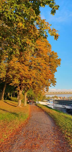 Herbststimmung beim parkrun 2 | Foto: Speyer Leinpfad parkrun