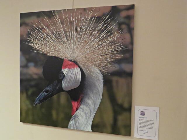 Im Heidelberger Zoo von Arno Becker abgelichtet | Foto: Brigitte Melder