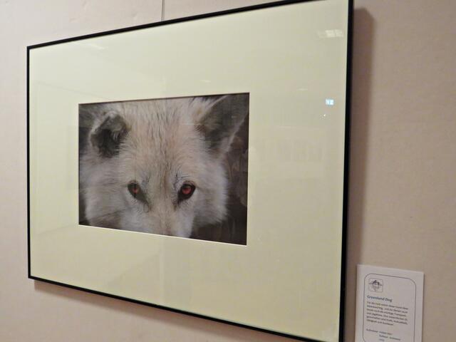 Volker Dörr hatte einem Inuit-Hund in die Augen geschaut | Foto: Brigitte Melder