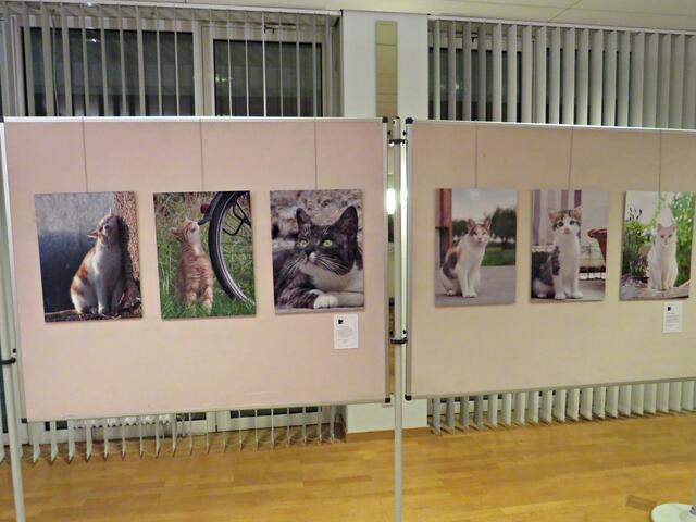 Katzen-Impressionen  | Foto: Brigitte Melder