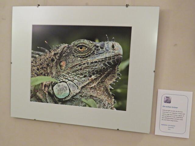 Aus Costa Rica eine Fotografie vom "Grünen Leguan" mitgebracht (Arno Becker) | Foto: Brigitte Melder