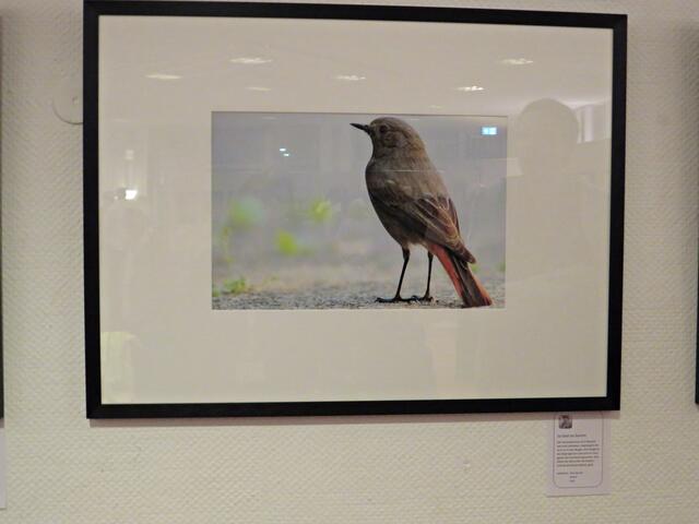 Hausrotschwanz von Arno Becker | Foto: Brigitte Melder