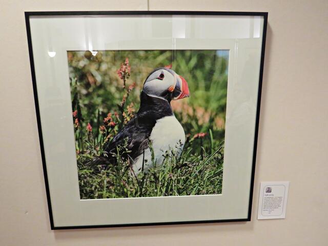 Auf Island hat Arno Becker einen Papageitaucher fotografiert | Foto: Brigitte Melder